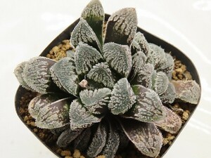 ■[Y020]雪うさぎ　ヤマト運輸 【多肉植物　Haworthia　ハオルチア　ハオルシア】