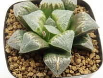 ■[Y015]ブーメランBig　ヤマト運輸 【多肉植物　Haworthia　ハオルチア　ハオルシア】_画像2