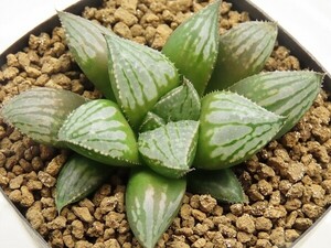 ■[Y012]シャドーライン　ヤマト運輸 【多肉植物　Haworthia　ハオルチア　ハオルシア】