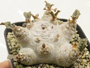 ■[Y160]foetida モンスター実生　実生苗　ヤマト運輸 【多肉植物　Dorstenia　ドルステニア】