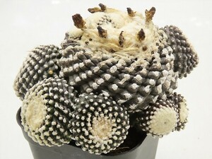 ■[Y150]tenuissima　魚鱗玉　継おろし　台付　ヤマト運輸 【多肉植物　サボテン　Copiapoa コピアポア】