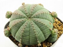 ■[Y149]obesa ssp. symmetrica 仔吹きシンメトリカ　ヤマト運輸 【多肉植物　Euphorbia ユーフォルビア】_画像1