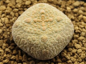 ■[Y143]cubiformis　クビフォルミス　実生苗　ヤマト運輸 【多肉植物　Pseudolithos プセウドリトス】