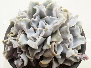 ■[Y203]Crispate Beauty　クリスペイトビューティー　ヤマト運輸 【多肉植物　Echeveria　エケベリア】