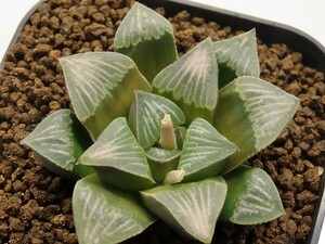 ■[W125]WDWB×特WDW　実生　未繁殖　ヤマト運輸 【多肉植物　Haworthia　ハオルチア　ハオルシア】