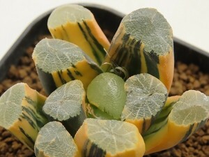 ■[W104]万象錦(P-40)　ヤマト運輸 【多肉植物　Haworthia　ハオルチア　ハオルシア】