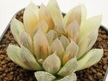 ■[W102]Cheek　チーク　ヤマト運輸 【多肉植物　Haworthia　ハオルチア　ハオルシア】_画像1