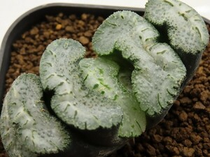 ■[W096]吉宗　ヤマト運輸 【多肉植物　Haworthia　ハオルチア　ハオルシア】