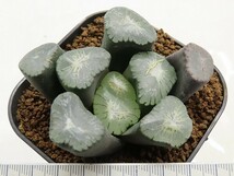 ■[W088]Big Bang　ビッグバン　ヤマト運輸 【多肉植物　Haworthia　ハオルチア　ハオルシア】_画像7