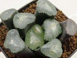 ■[W088]Big Bang　ビッグバン　ヤマト運輸 【多肉植物　Haworthia　ハオルチア　ハオルシア】