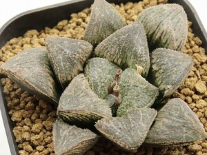 ■[W082]グランブルー　ヤマト運輸 【多肉植物　Haworthia　ハオルチア　ハオルシア】