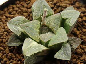 ■[W079]タイガーピグ実生　実生　未繁殖　ヤマト運輸 【多肉植物　Haworthia　ハオルチア　ハオルシア】