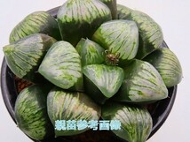 ■[W081]ウルトラC　ヤマト運輸 【多肉植物　Haworthia　ハオルチア　ハオルシア】_画像4