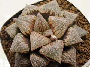 ■[W075]ジパング×ミロン　実生　未繁殖　ヤマト運輸 【多肉植物　Haworthia　ハオルチア　ハオルシア】