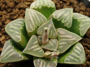 ■[W073]特WDW×WDWB　実生　未繁殖　ヤマト運輸 【多肉植物　Haworthia　ハオルチア　ハオルシア】