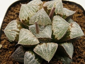 ■[W071]チェリーブロッサム×ブロンズキャッスル　実生　未繁殖　ヤマト運輸 【多肉植物　Haworthia　ハオルチア　ハオルシア】