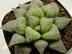 ■[W061]Green Wolf×早春賊　実生　未繁殖　ヤマト運輸 【多肉植物　Haworthia　ハオルチア　ハオルシア】