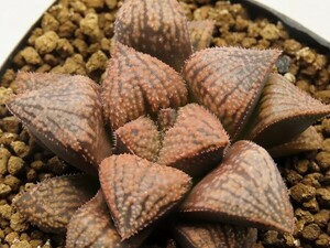 ■[W056]特WDW白百合×四月(特)白銀　実生　未繁殖　ヤマト運輸 【多肉植物　Haworthia　ハオルチア　ハオルシア】