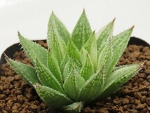 ■[W040]シュガーキャンディー錦　ヤマト運輸 【多肉植物　Haworthia　ハオルチア　ハオルシア】_画像2