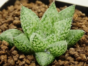 ■[W037]星の王子　ヤマト運輸 【多肉植物　Haworthia　ハオルチア　ハオルシア】