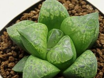 ■[W024]仮面舞踏会　ヤマト運輸 【多肉植物　Haworthia　ハオルチア　ハオルシア】_画像1