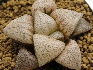 ■[W044]OMパンドラ×ピクタ(白系)　実生　未繁殖　ヤマト運輸 【多肉植物　Haworthia　ハオルチア　ハオルシア】