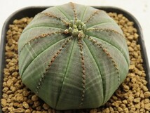 ■[W150]obesa　オベサ　実生苗　ヤマト運輸 【多肉植物　Euphorbia ユーフォルビア】_画像1