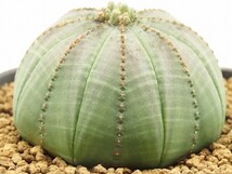 ■[W150]obesa　オベサ　実生苗　ヤマト運輸 【多肉植物　Euphorbia ユーフォルビア】_画像3