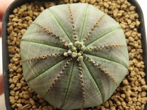 ■[W150]obesa　オベサ　実生苗　ヤマト運輸 【多肉植物　Euphorbia ユーフォルビア】_画像2