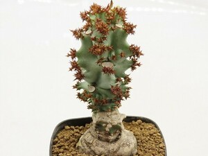 ■[W142]spectabile seedlings with tuber East Africa ES20690　ヤマト運輸 【多肉植物　Monadenium　モナデニウム】