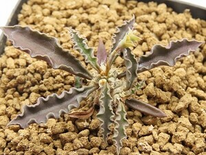 ■[W134]capsaintemariensis　カプサインテマリエンシス　実生苗　ヤマト運輸 【多肉植物　Euphorbia ユーフォルビア】