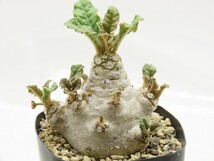 ■[W162]foetida　モンスター実生　実生苗　ヤマト運輸 【多肉植物　Dorstenia　ドルステニア】_画像1