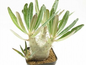 ■[W164]cactipes　カクチペス　実生苗　ヤマト運輸 【多肉植物　Pachypodium　パキポディウム】