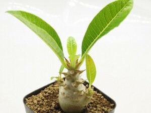 ■[W157]windsorii　ウィンゾリー　実生苗　ヤマト運輸 【多肉植物　Pachypodium　パキポディウム】