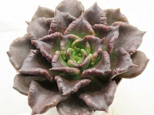 ■[W208]Super Ball スーパーボール　　ヤマト運輸 【多肉植物　Echeveria　エケベリア】