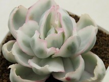 ■[W194]バークレー錦　ヤマト運輸 【多肉植物　Echeveria　エケベリア】_画像1