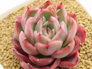 ■[W189]レモンベリー×ロビン　実生苗　ヤマト運輸 【多肉植物　Echeveria　エケベリア】