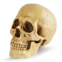 模型 頭蓋骨 1/1 人体模型 スカル 置物 ボーンカラー インテリア お化け屋敷 ハロウィン 解剖学 生物学_画像2