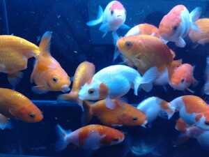 極上美金魚♪　らんちゅう♪　ランダムで５匹セット♪約６〜７センチ♪将来期待大　　めっちゃ♪かわいい♪らんちゅうちゃん　　赤字覚悟！