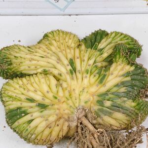 H494多肉植物 高級品種珍品サボテン綴化錦