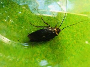 【奇蟲】ワモンゴキブリ　ブラックホワイトアイ　幼体10匹