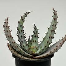 ◆アロエ　マルロシー　鬼切丸◆サボテン・多肉植物　◆CACTI7◆1729_画像1