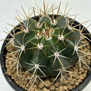 ◆Melocactus neglectus HU174 メロカクタス◆サボテン・多肉植物　◆CACTI7◆996