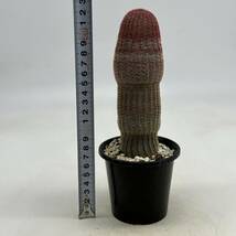 ◆エキノケレウス　紫太陽◆サボテン・多肉植物　◆CACTI7◆1471_画像7