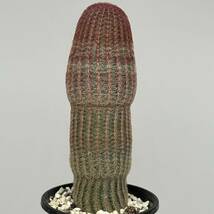 ◆エキノケレウス　紫太陽◆サボテン・多肉植物　◆CACTI7◆1471_画像6