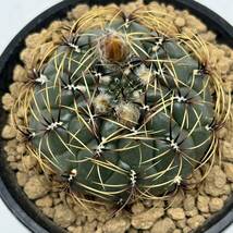 ◆マツカナ　アウレイフローラ◆サボテン・多肉植物　◆CACTI7◆1822_画像1