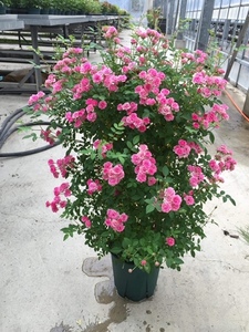 （＾＾）可愛いピンクのバラのみさきです。フェンス仕立てやラティス等にも最適です