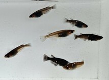 クラミツハ乱 若魚♂3匹♀4匹 kr5_画像5