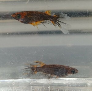 クラミツハ乱 若魚♂2♀3 kr2