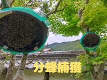 日本蜜蜂誘引液1000ml ミツロウ50g 巣クズ玉４個　キンリョウヘン　誘引ルアー_画像4